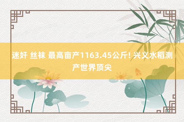 迷奸 丝袜 最高亩产1163.45公斤! 兴义水稻测产世界顶尖