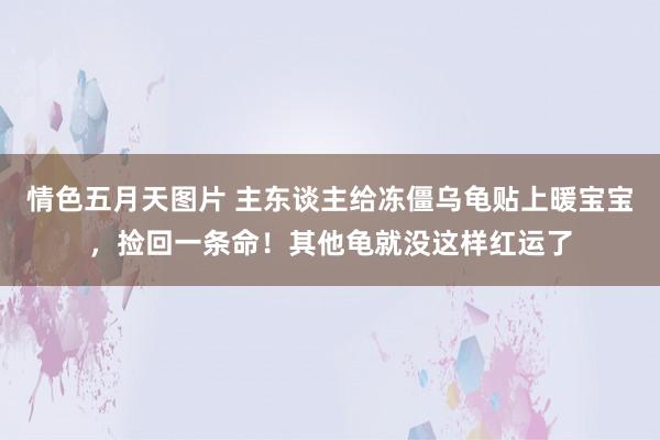 情色五月天图片 主东谈主给冻僵乌龟贴上暖宝宝，捡回一条命！其他龟就没这样红运了